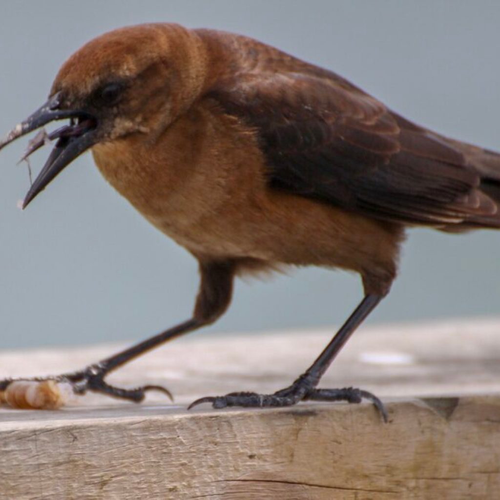 Troy University Arboretum new addition to Alabama Birding Trail Troy University Arboretum new addition to Alabama Birding Trail