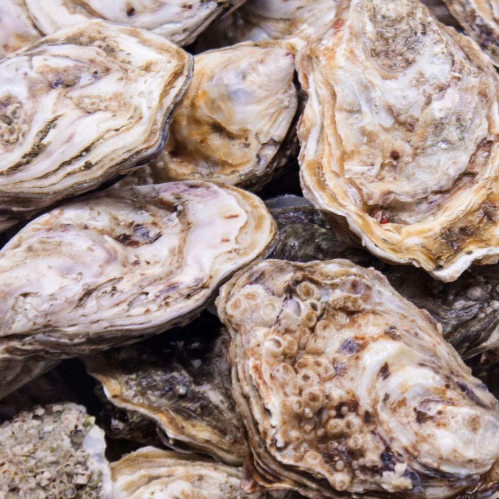 Why recycling oyster shells is important + how a M grant will help those efforts Why recycling oyster shells is important + how a M grant will help those efforts