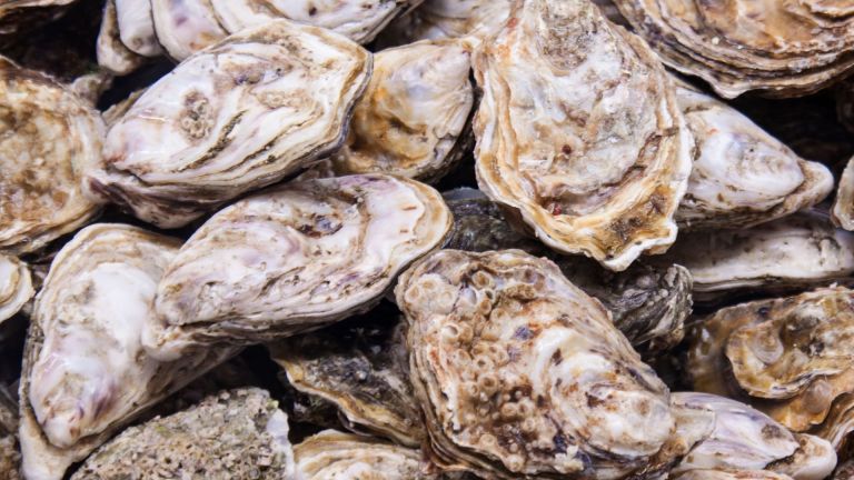 Why recycling oyster shells is important + how a M grant will help those efforts Why recycling oyster shells is important + how a M grant will help those efforts
