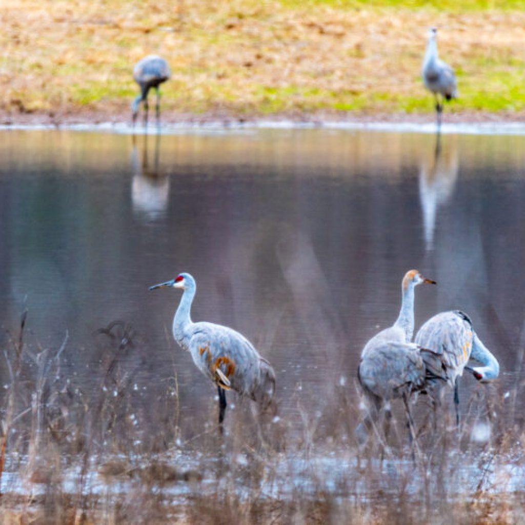 Two Alabama wildlife refuges nominated for USA Today’s 10Best Two Alabama wildlife refuges nominated for USA Today’s 10Best