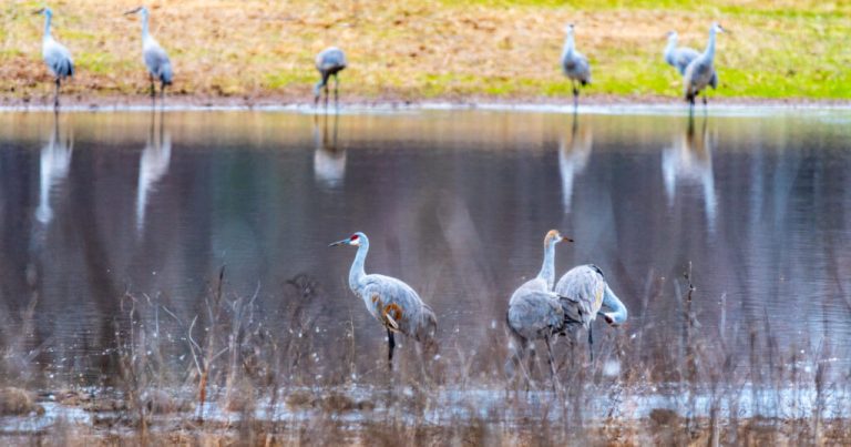 Two Alabama wildlife refuges nominated for USA Today’s 10Best Two Alabama wildlife refuges nominated for USA Today’s 10Best