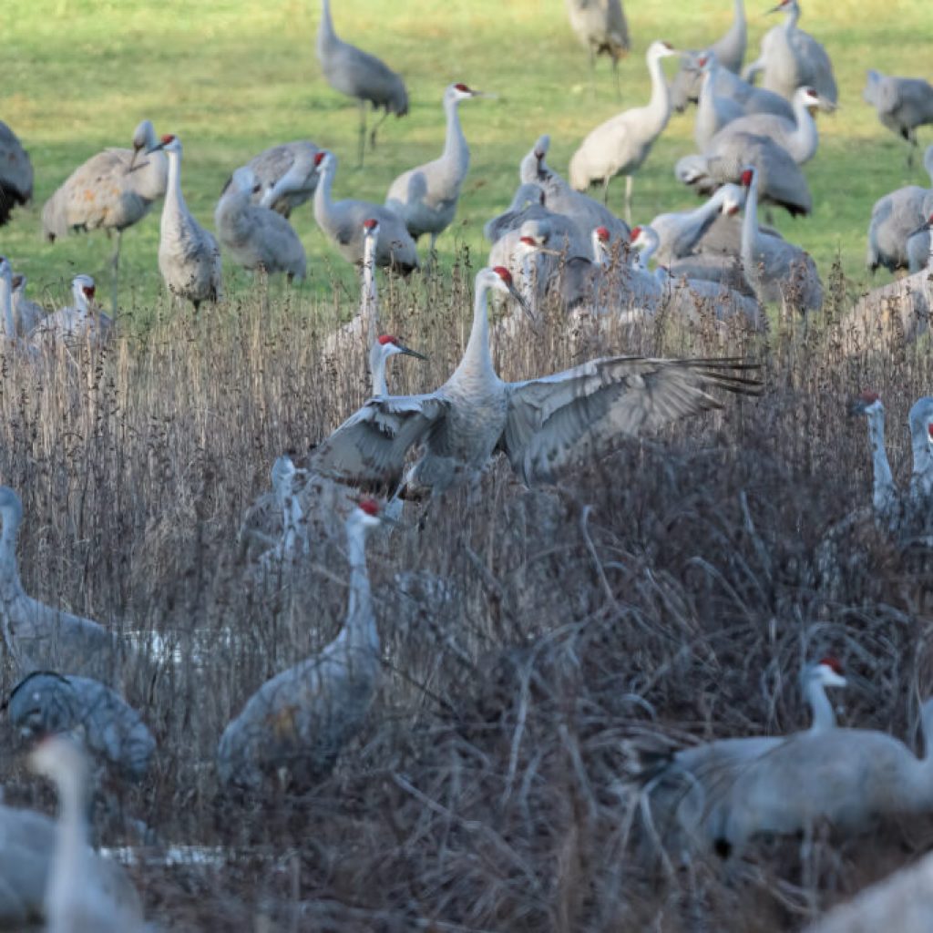 North Alabama National Wildlife Refuge ranked #2 best in the country by USA Today North Alabama National Wildlife Refuge ranked #2 best in the country by USA Today