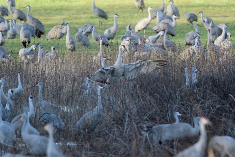 North Alabama National Wildlife Refuge ranked #2 best in the country by USA Today North Alabama National Wildlife Refuge ranked #2 best in the country by USA Today