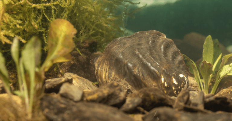 Rare Alabama mussel needs your vote for International Mollusc of the Year Rare Alabama mussel needs your vote for International Mollusc of the Year