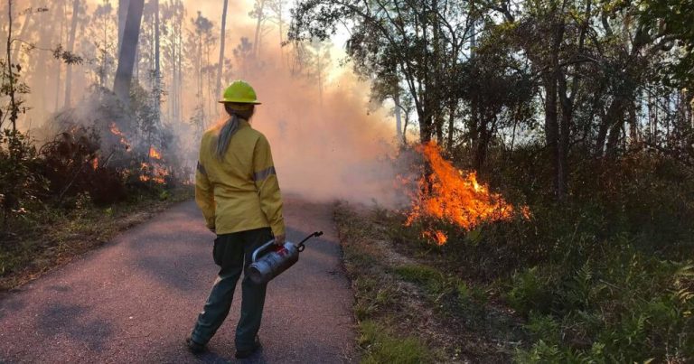 Conserving Alabama State Parks: When fires and extra pollen become a good thing Conserving Alabama State Parks: When fires and extra pollen become a good thing