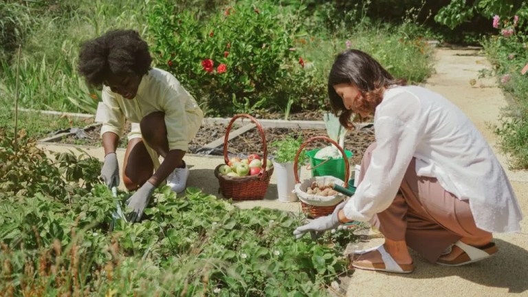 No yard? No problem! 8 community gardens across Alabama No yard? No problem! 8 community gardens across Alabama