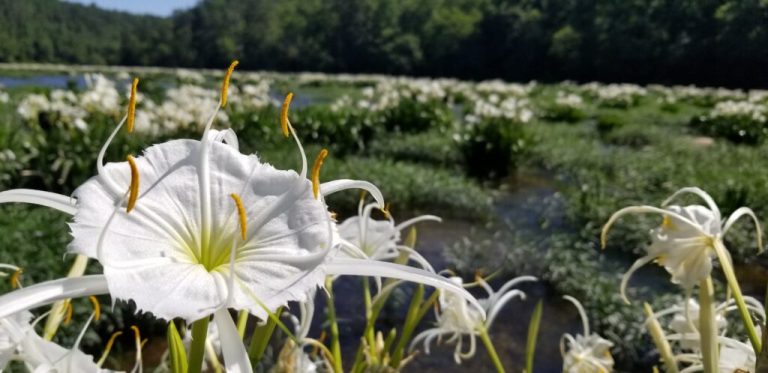 Cahaba lilies are blooming early this year before Mother’s Day Cahaba lilies are blooming early this year before Mother’s Day
