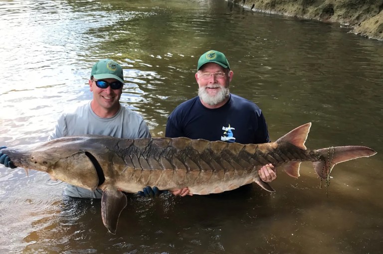 How removing Alabama’s oldest dam will free migratory fish How removing Alabama’s oldest dam will free migratory fish