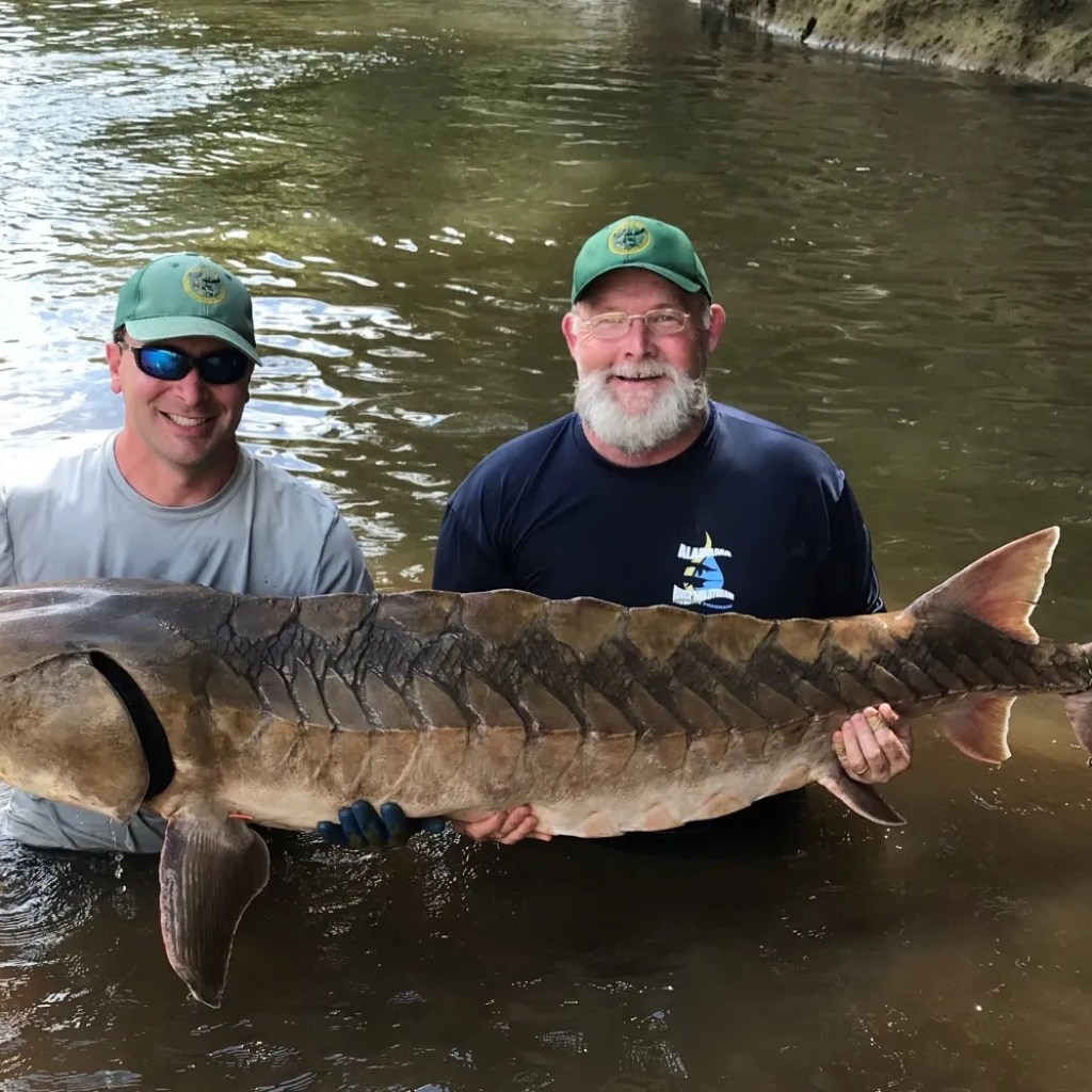 How removing Alabama’s oldest dam will free migratory fish How removing Alabama’s oldest dam will free migratory fish