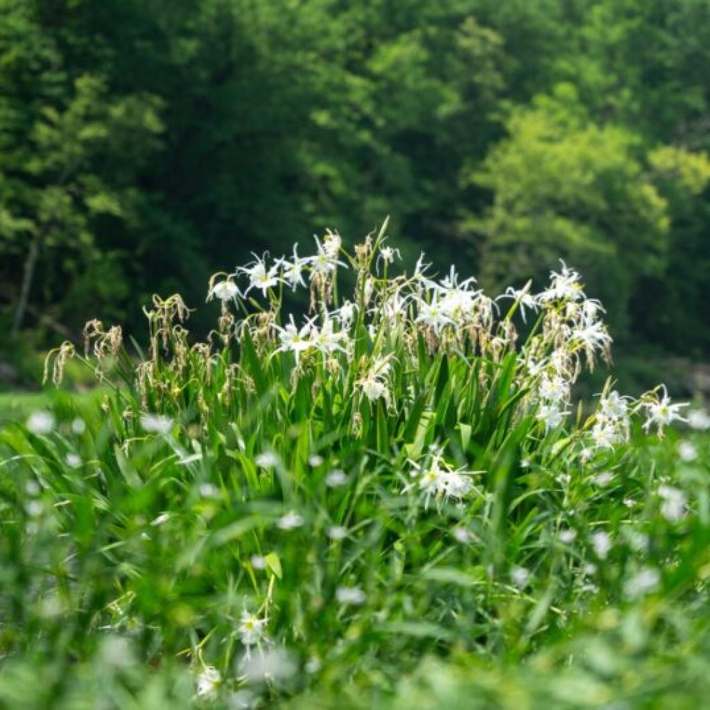 Cahaba lilies are in season—how to find one of Alabama’s natural wonders Cahaba lilies are in season—how to find one of Alabama’s natural wonders