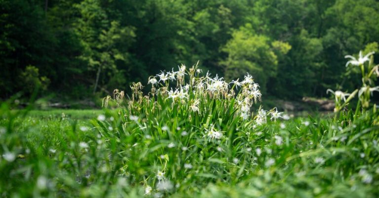 Cahaba lilies are in season—how to find one of Alabama’s natural wonders Cahaba lilies are in season—how to find one of Alabama’s natural wonders