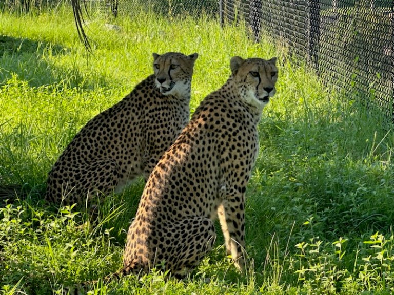 New cheetahs make debut at Alabama Gulf Coast Zoo New cheetahs make debut at Alabama Gulf Coast Zoo