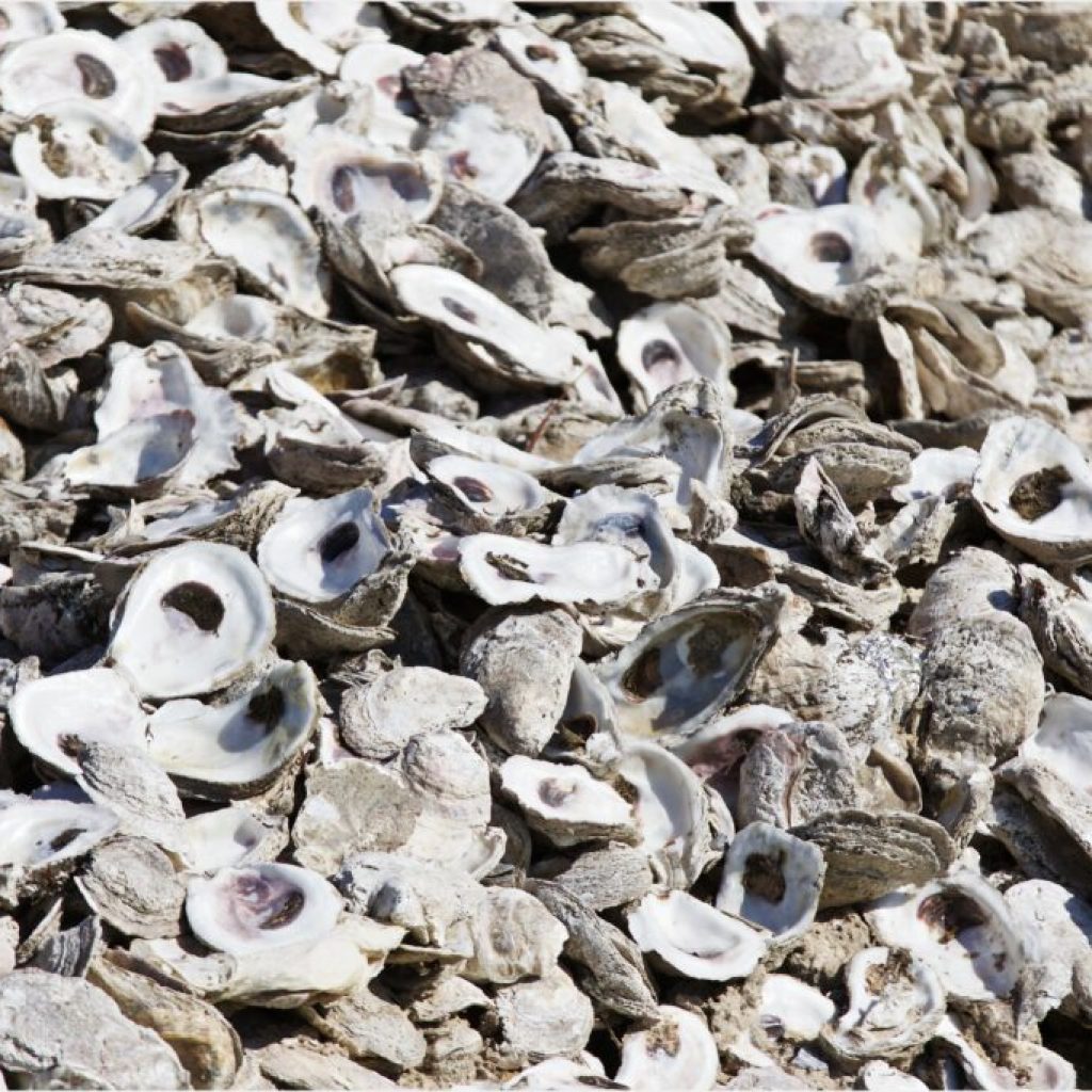 Alabama Oyster Shell Recycling Program has collected nearly 24M shells since 2016. Here is why it matters. Alabama Oyster Shell Recycling Program has collected nearly 24M shells since 2016. Here is why it matters.