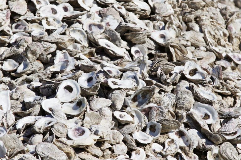 Alabama Oyster Shell Recycling Program has collected nearly 24M shells since 2016. Here is why it matters. Alabama Oyster Shell Recycling Program has collected nearly 24M shells since 2016. Here is why it matters.