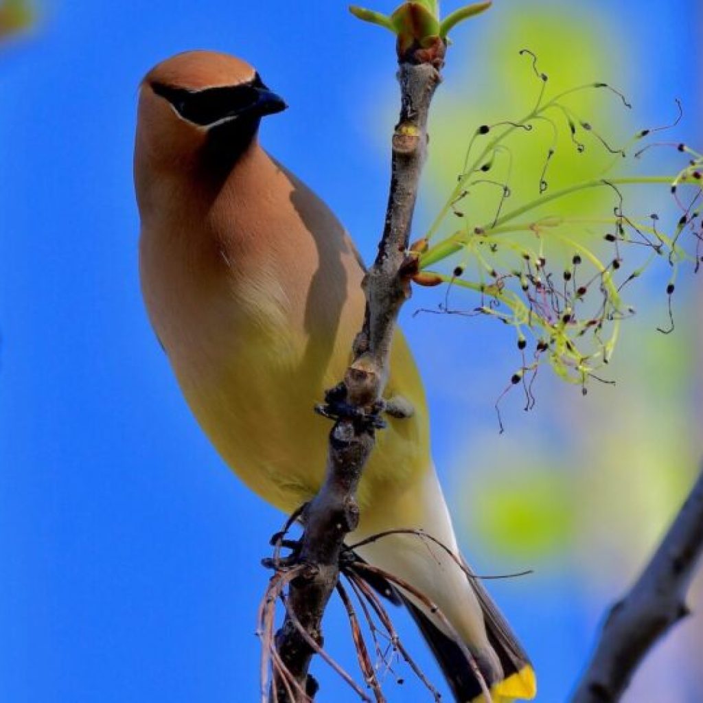 See rare birds + more at the Alabama Audubon Festival—Aug. 2-4 See rare birds + more at the Alabama Audubon Festival—Aug. 2-4