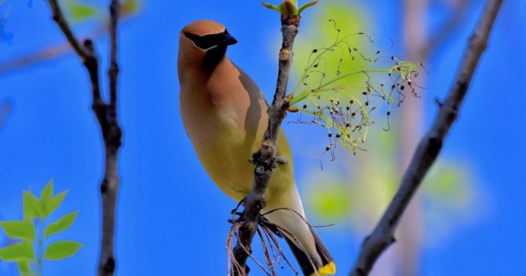 See rare birds + more at the Alabama Audubon Festival—Aug. 2-4 See rare birds + more at the Alabama Audubon Festival—Aug. 2-4