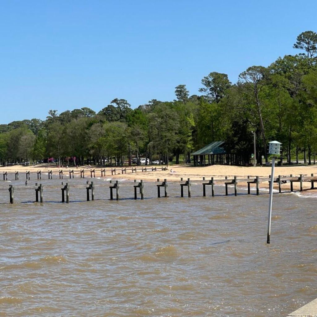 What is a jubilee + why do coastal Alabamians love them? What is a jubilee + why do coastal Alabamians love them?