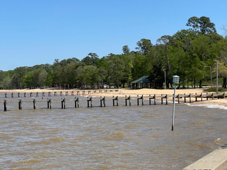 What is a jubilee + why do coastal Alabamians love them? What is a jubilee + why do coastal Alabamians love them?