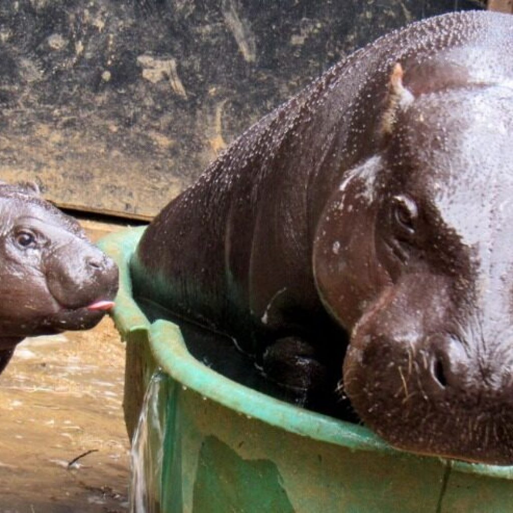 New endangered pygmy hippo calf introduced at Montgomery Zoo New endangered pygmy hippo calf introduced at Montgomery Zoo