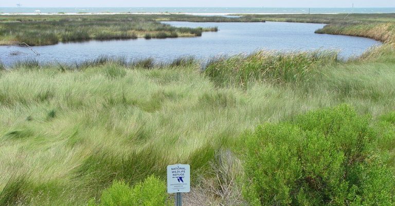79 acres on Fort Morgan Peninsula to be conserved for coastal wildlife 79 acres on Fort Morgan Peninsula to be conserved for coastal wildlife