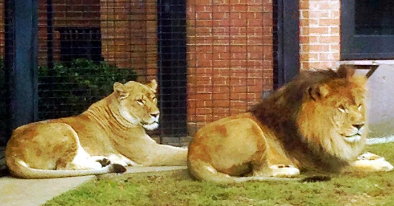 Should North Alabama have live lion mascots on campus? UNA wants to hear from you Should North Alabama have live lion mascots on campus? UNA wants to hear from you