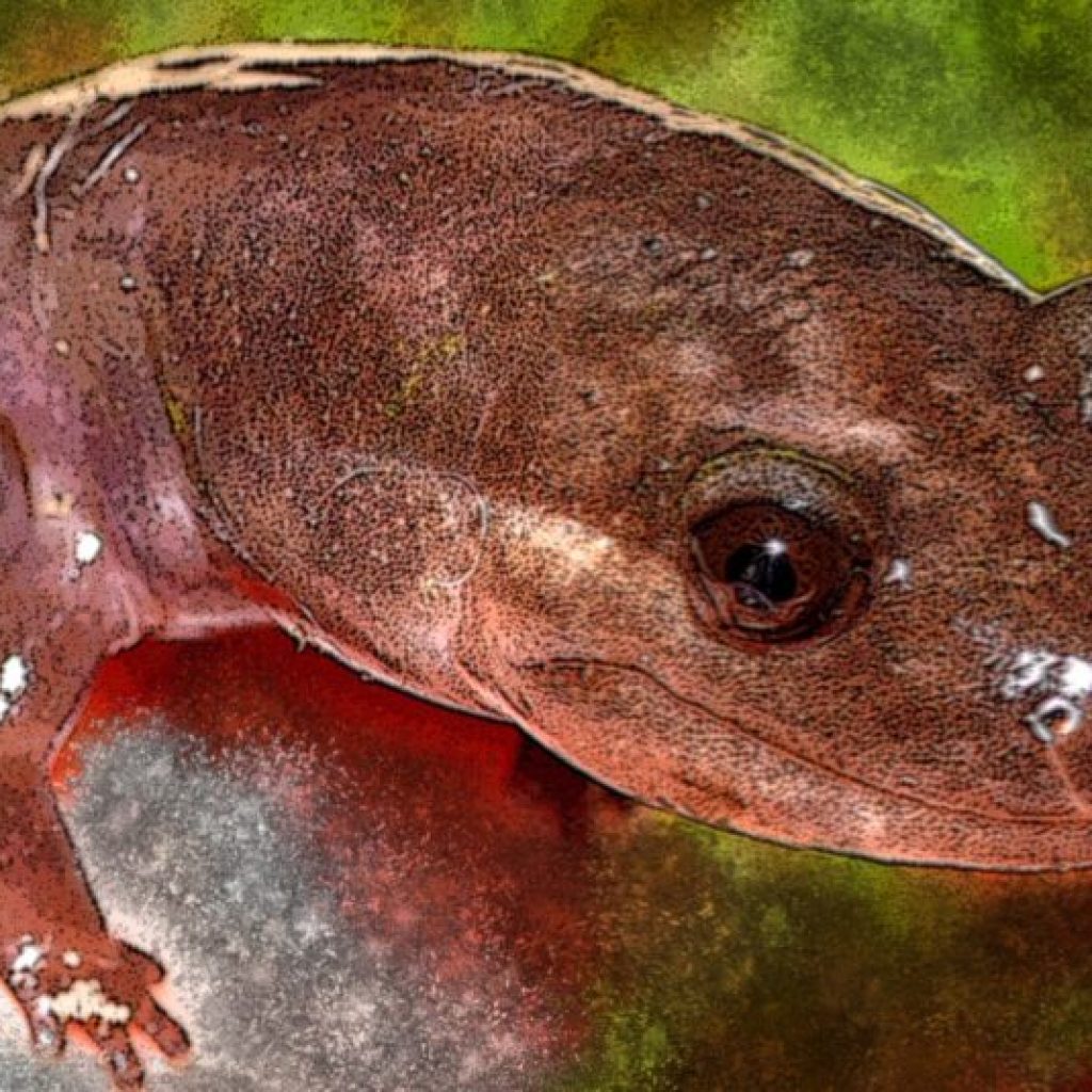 These 5 animals in Alabama are not found anywhere else in the world These 5 animals in Alabama are not found anywhere else in the world