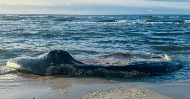 CONFIRMED: Sperm whale carcass washes ashore in Fort Morgan CONFIRMED: Sperm whale carcass washes ashore in Fort Morgan