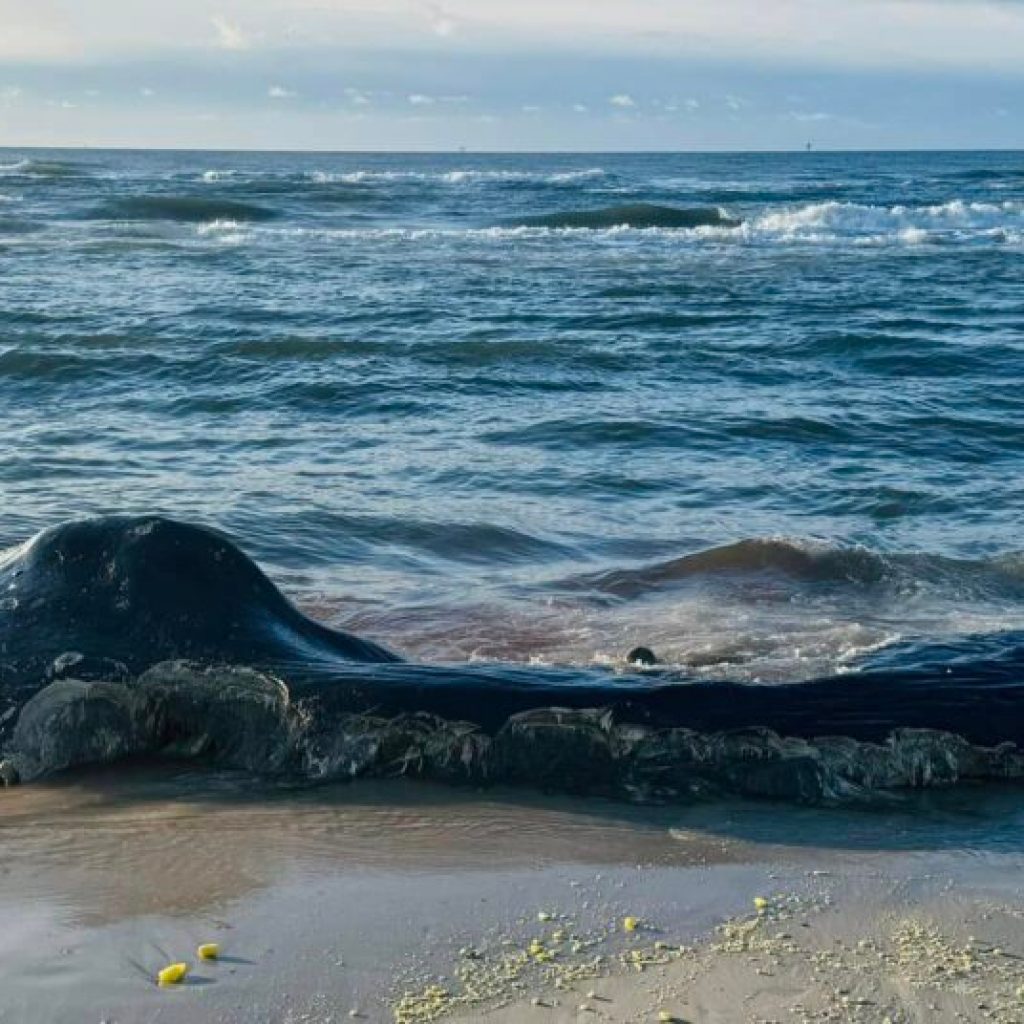 CONFIRMED: Sperm whale carcass washes ashore in Fort Morgan CONFIRMED: Sperm whale carcass washes ashore in Fort Morgan