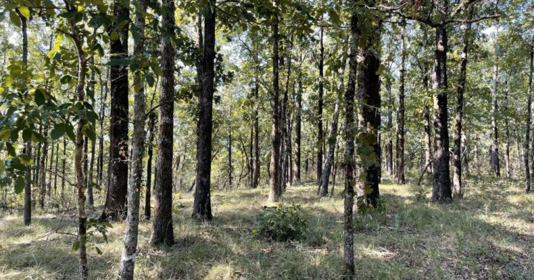 715 acres added to Fenvkvcēkv Creek Preserve at Flagg Mountain 715 acres added to Fenvkvcēkv Creek Preserve at Flagg Mountain