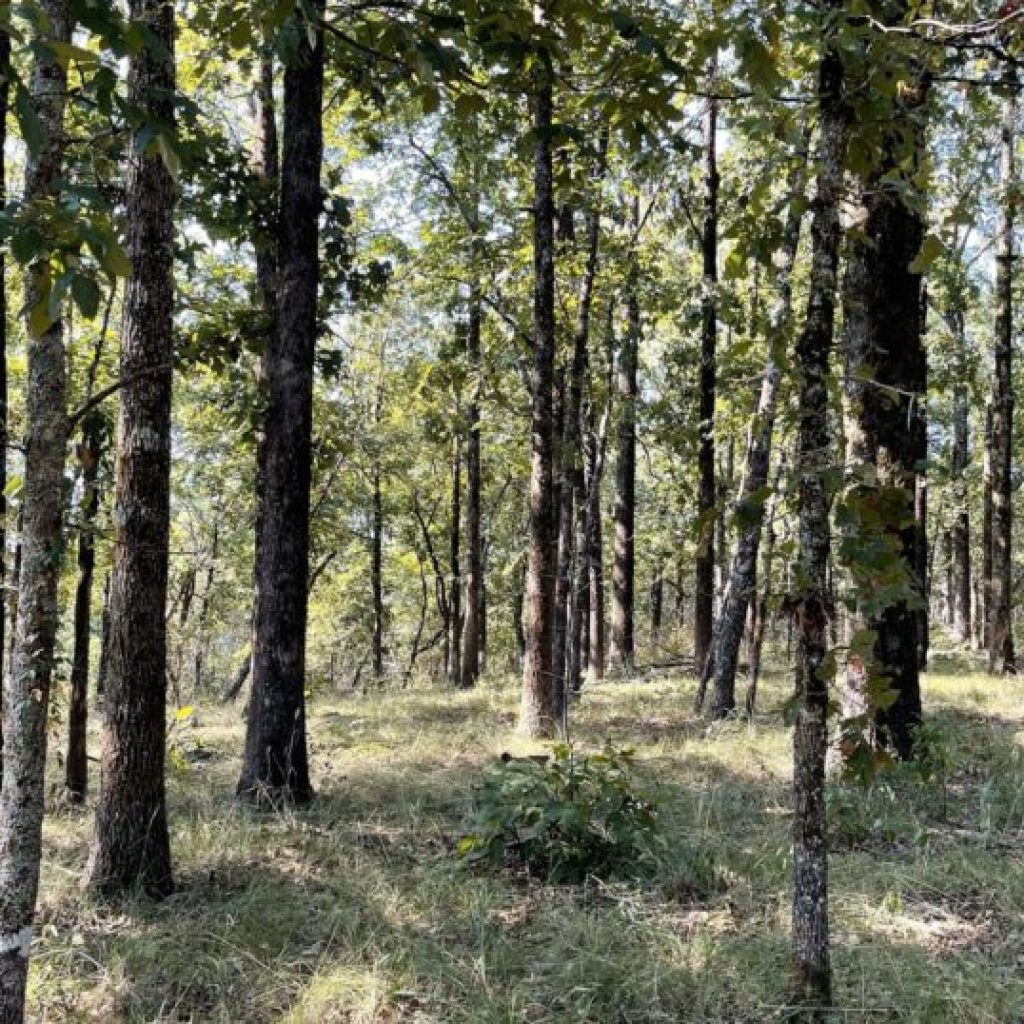 715 acres added to Fenvkvcēkv Creek Preserve at Flagg Mountain 715 acres added to Fenvkvcēkv Creek Preserve at Flagg Mountain