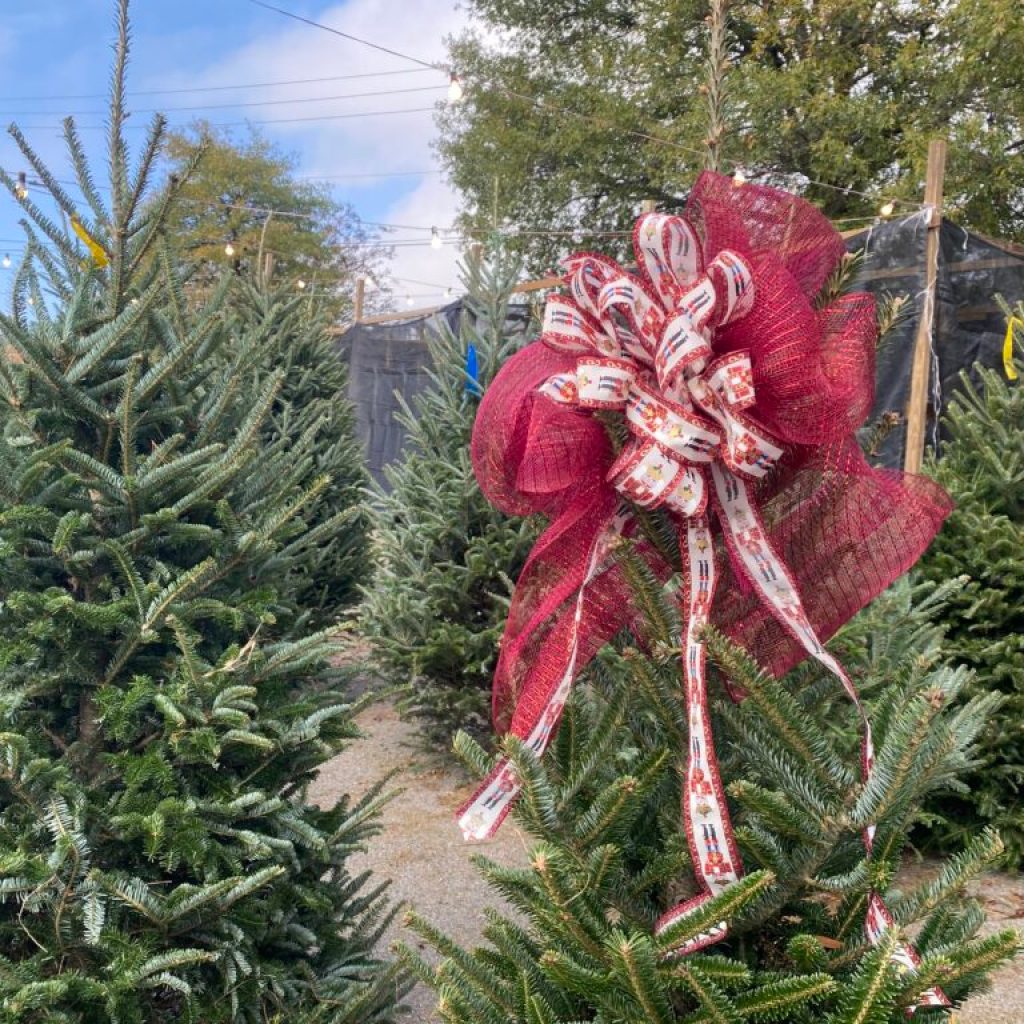 Your ultimate guide to family-owned, Alabama Christmas tree farms Your ultimate guide to family-owned, Alabama Christmas tree farms