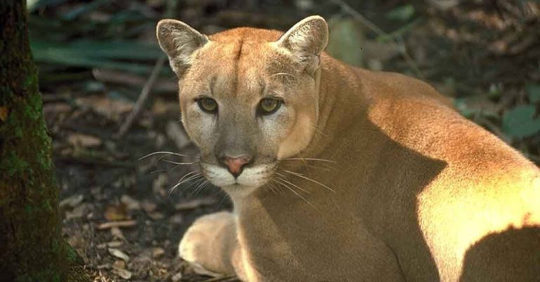 Florida Panther, Red Wolf, Indigo Snake—can Alabama bring them back? Florida Panther, Red Wolf, Indigo Snake—can Alabama bring them back?