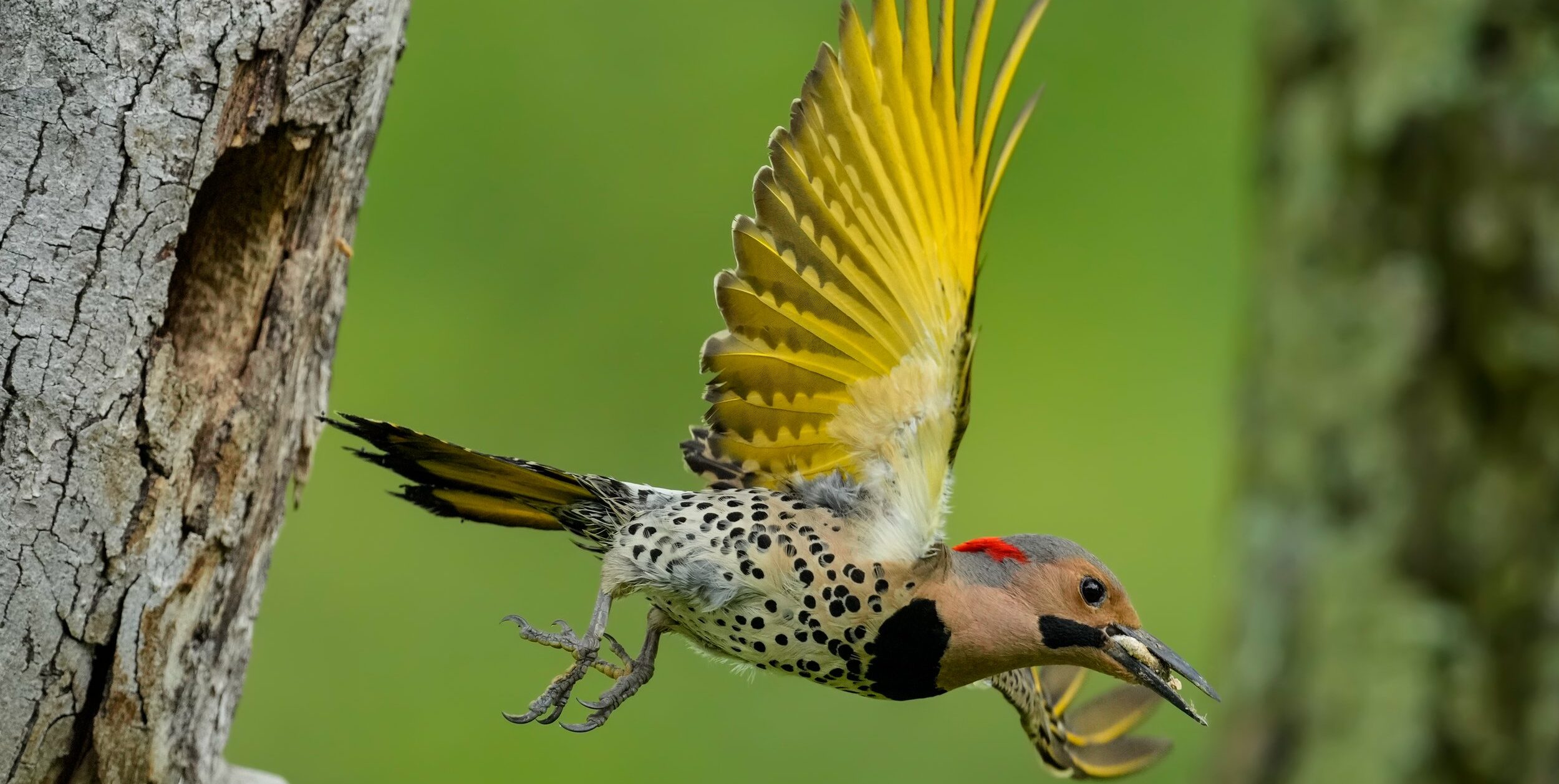 Peak bird migration has arrived in Alabama: An ‘egg-sighting’ season