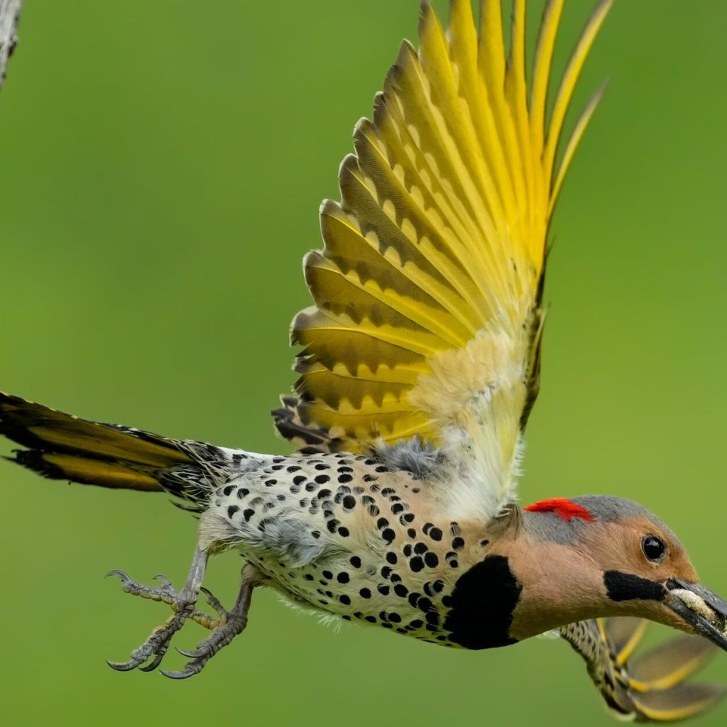 Peak bird migration has arrived in Alabama: An ‘egg-sighting’ season Peak bird migration has arrived in Alabama: An ‘egg-sighting’ season