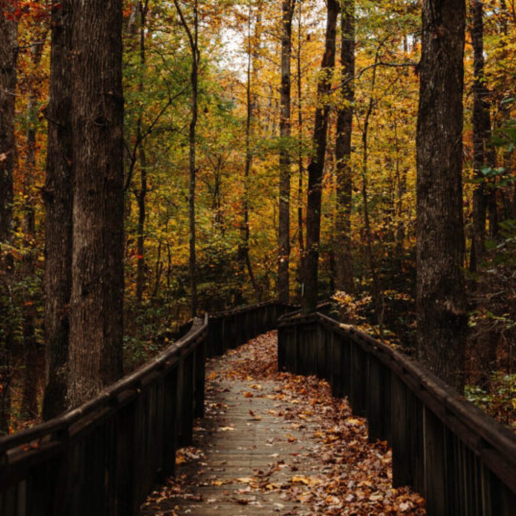 Meteorological fall is officially here—what it means for Alabama Meteorological fall is officially here—what it means for Alabama