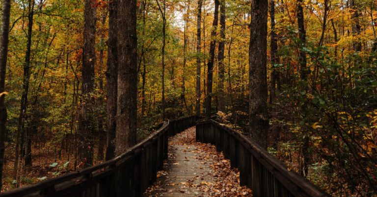 Meteorological fall is officially here—what it means for Alabama Meteorological fall is officially here—what it means for Alabama