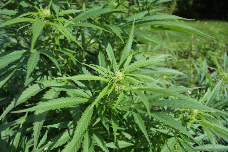 New .4M cannabis testing facility coming to Foley New .4M cannabis testing facility coming to Foley