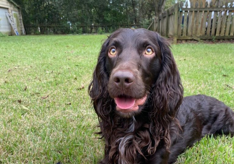 Pet microchips at risk—What you need to know after major company closure Pet microchips at risk—What you need to know after major company closure