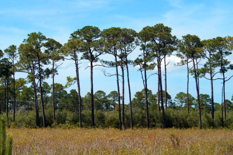 2 Alabama gems named to USA Today’s 10Best Wildlife Refuges in the country 2 Alabama gems named to USA Today’s 10Best Wildlife Refuges in the country