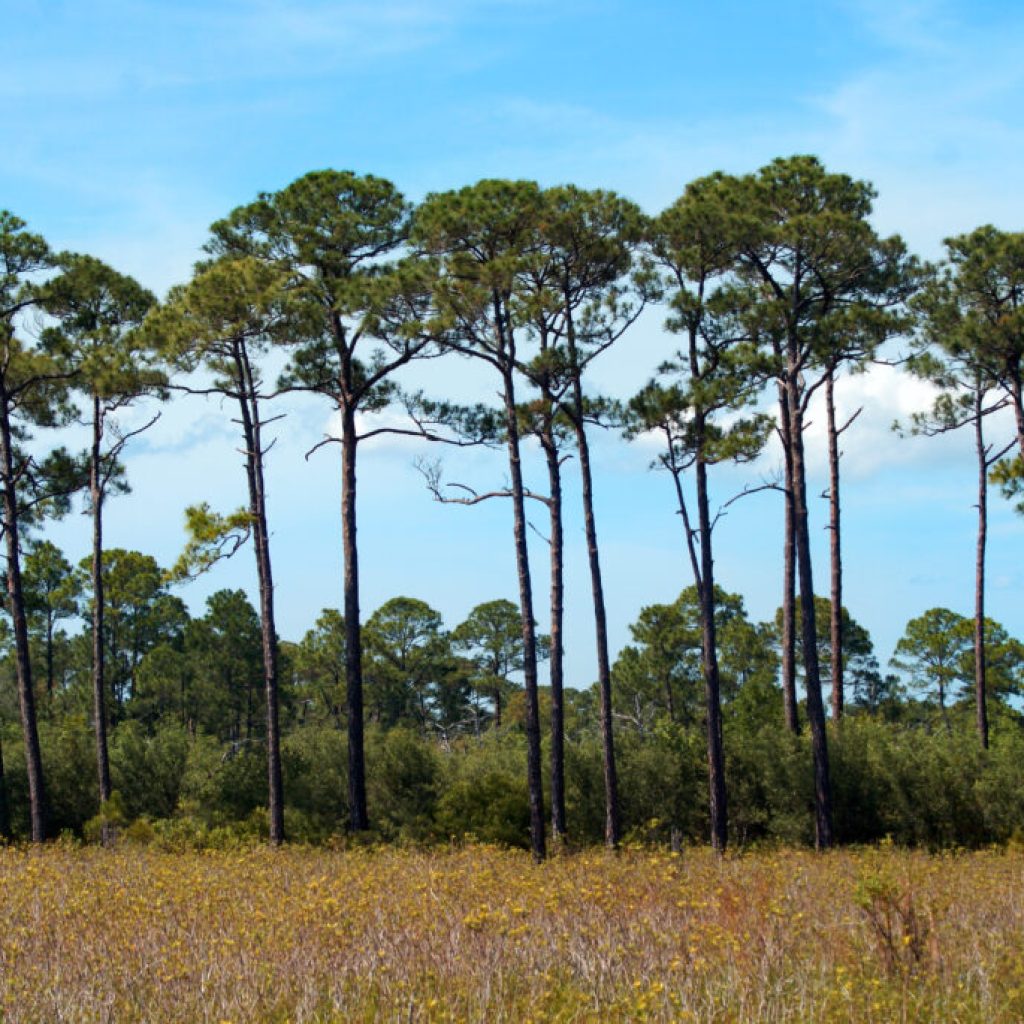2 Alabama gems named to USA Today’s 10Best Wildlife Refuges in the country 2 Alabama gems named to USA Today’s 10Best Wildlife Refuges in the country