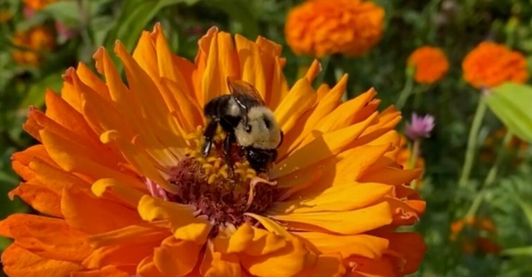 This Alabama town just became the state’s 3rd Bee City USA This Alabama town just became the state’s 3rd Bee City USA