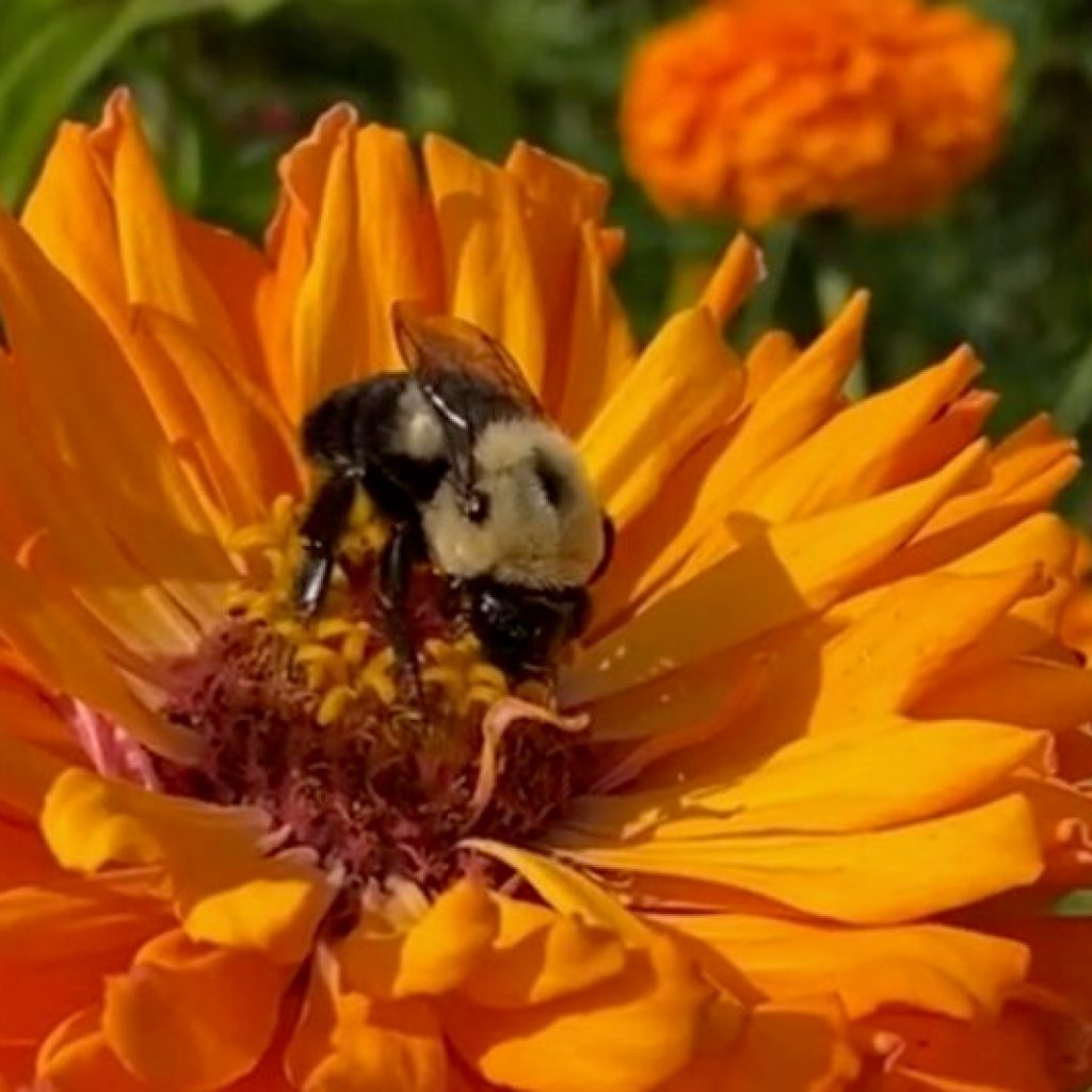 This Alabama town just became the state’s 3rd Bee City USA This Alabama town just became the state’s 3rd Bee City USA