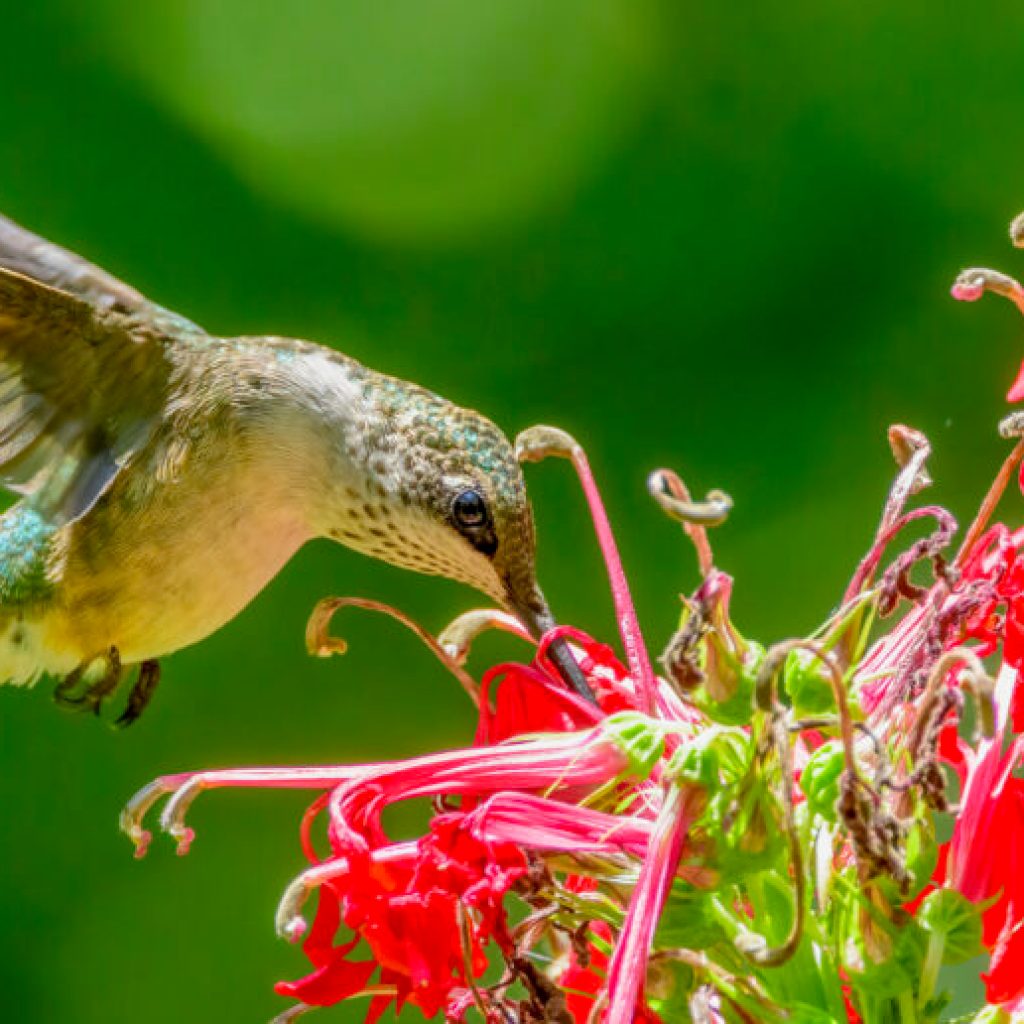 Hummingbirds return to Alabama for spring Hummingbirds return to Alabama for spring