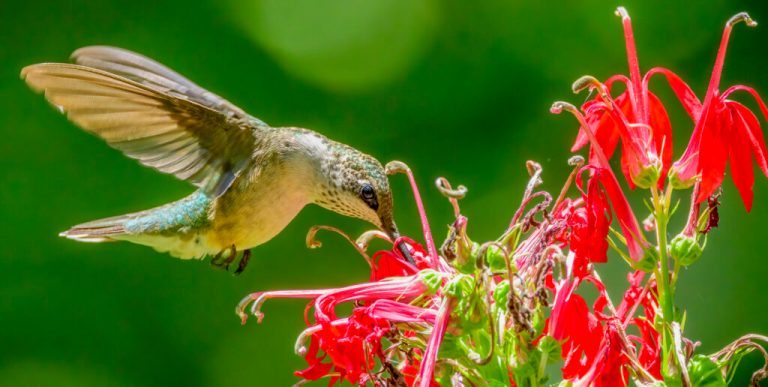 Hummingbirds return to Alabama for spring Hummingbirds return to Alabama for spring
