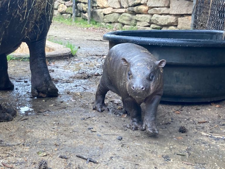 Baby hippo makes her public debut at the Montgomery Zoo Baby hippo makes her public debut at the Montgomery Zoo