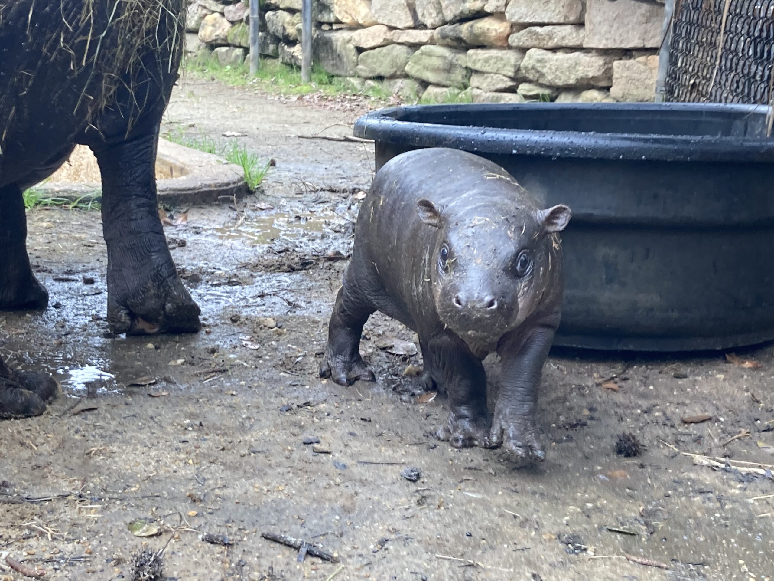 Baby hippo makes her public debut at the Montgomery Zoo | The Bama Buzz, image size:2560x1920