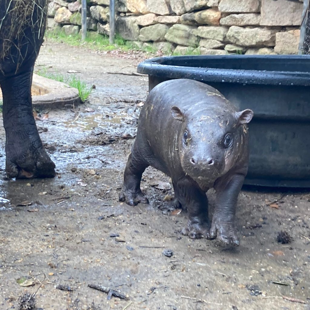 Baby hippo makes her public debut at the Montgomery Zoo Baby hippo makes her public debut at the Montgomery Zoo