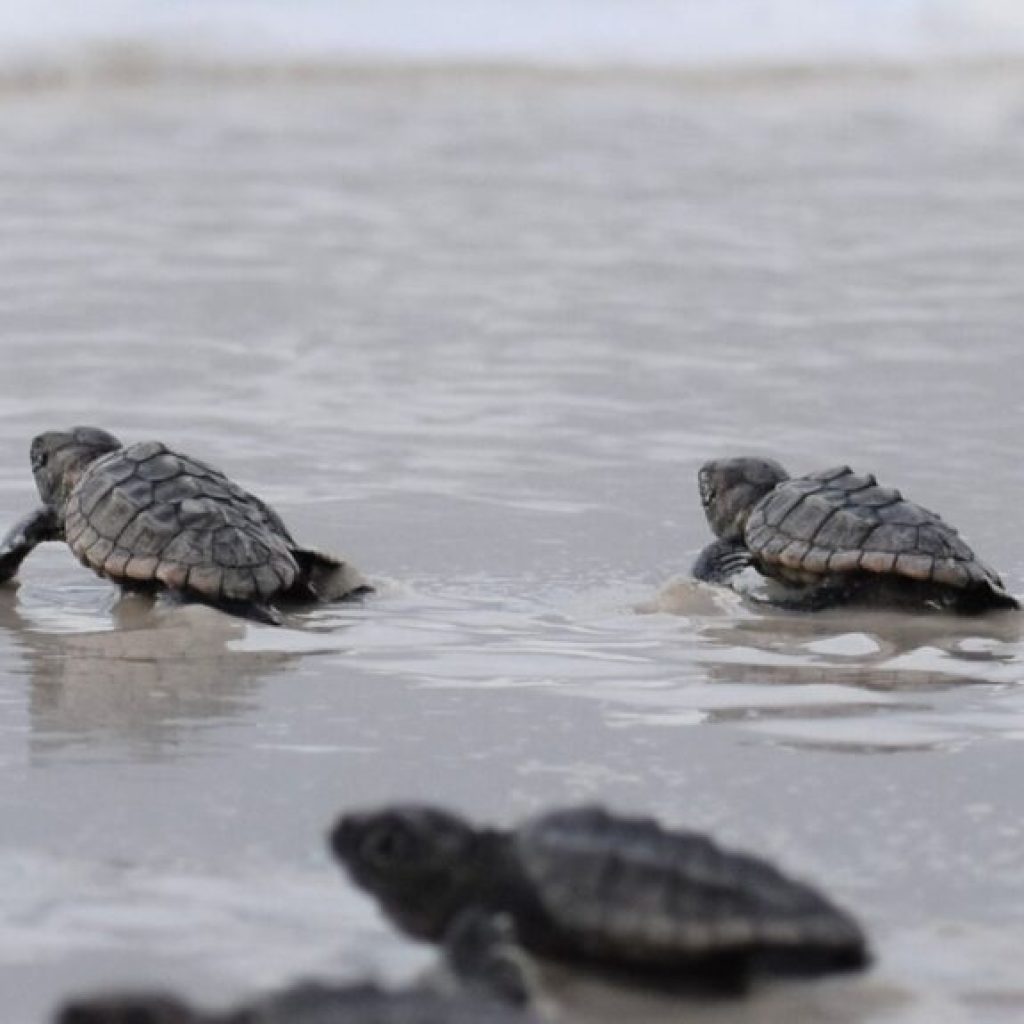 Protecting Alabama’s Sea Turtles: How to get involved Protecting Alabama’s Sea Turtles: How to get involved