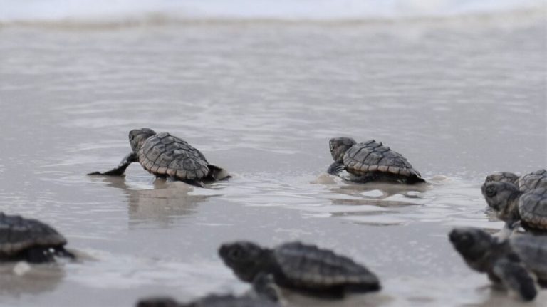 Protecting Alabama’s Sea Turtles: How to get involved Protecting Alabama’s Sea Turtles: How to get involved
