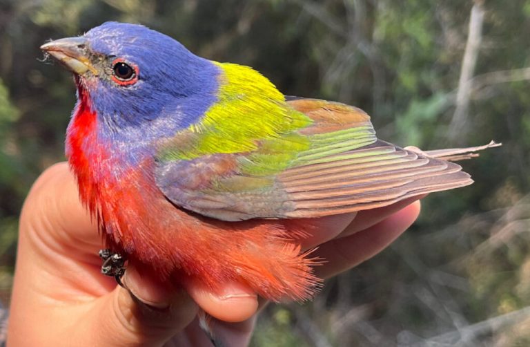 Go birding: peak migration season is here in Alabama Go birding: peak migration season is here in Alabama